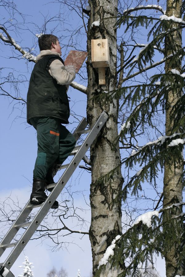 vyvěšování budek (26).jpg