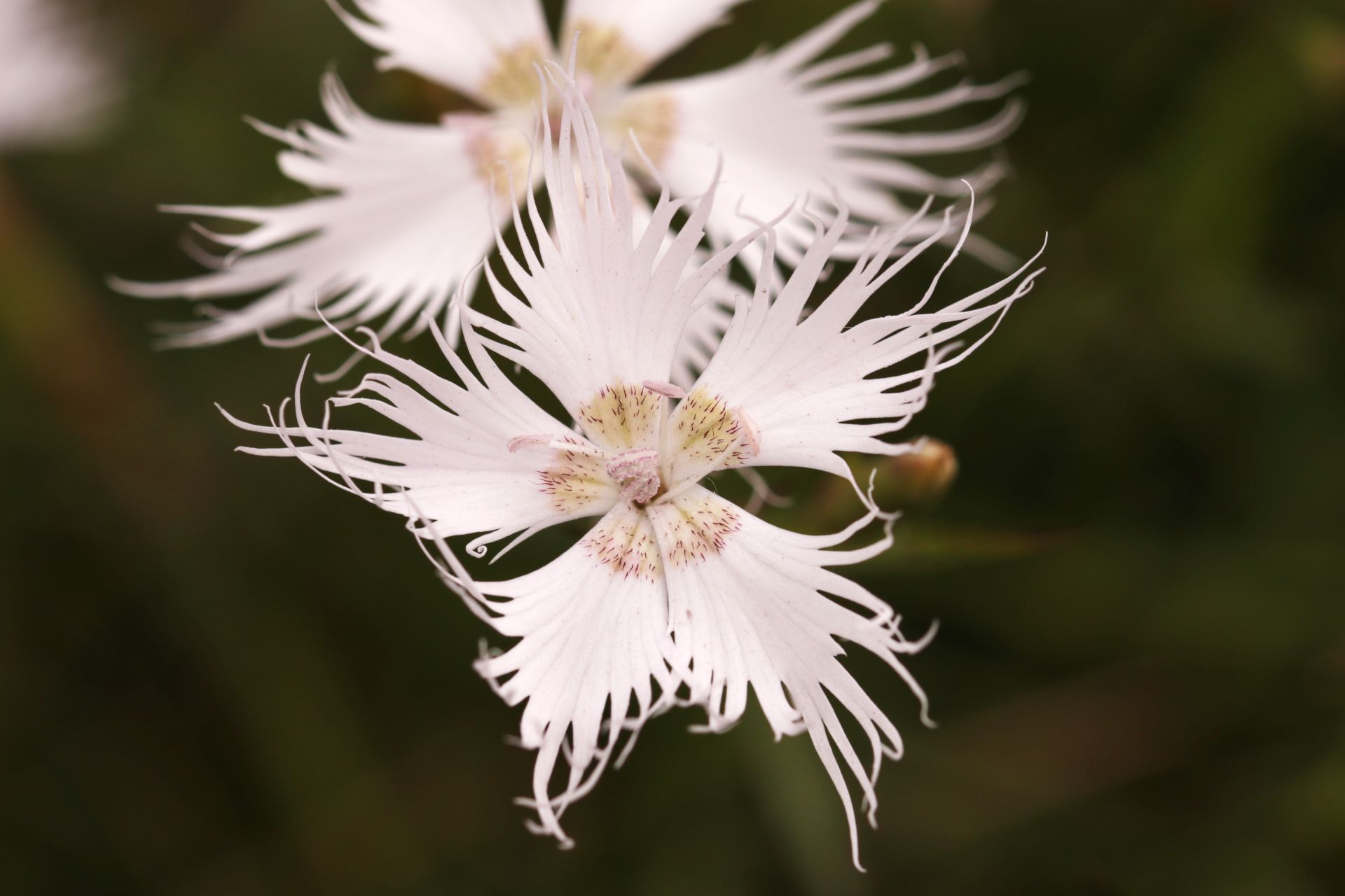 Monte Baldo_Hvozdík Dianthus hyssopifolius