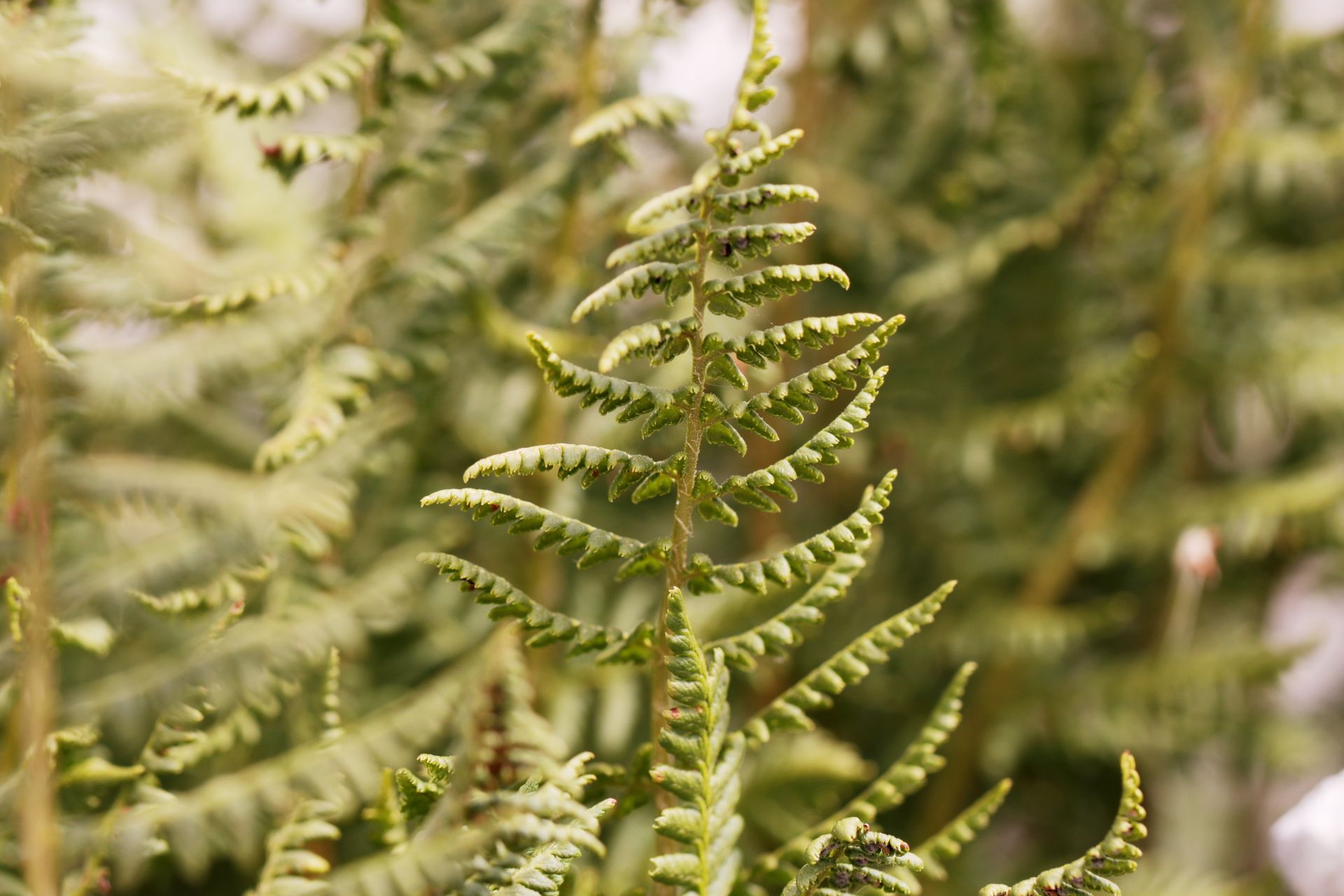 Monte Baldo_Kapradina Dryopteris villarii