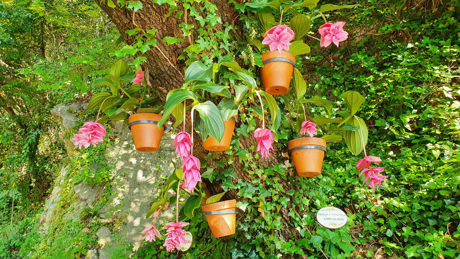 Lago di Garda_Cascata Varone_Medinilla magnifica