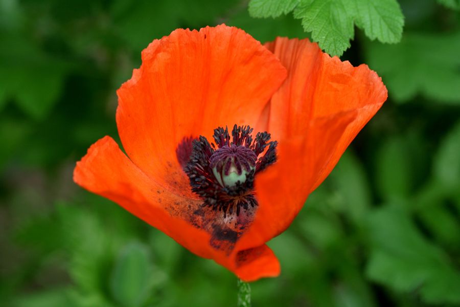 Papaver (1).jpg