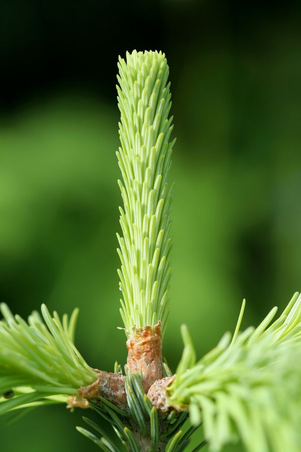 Abies balsamea.jpg