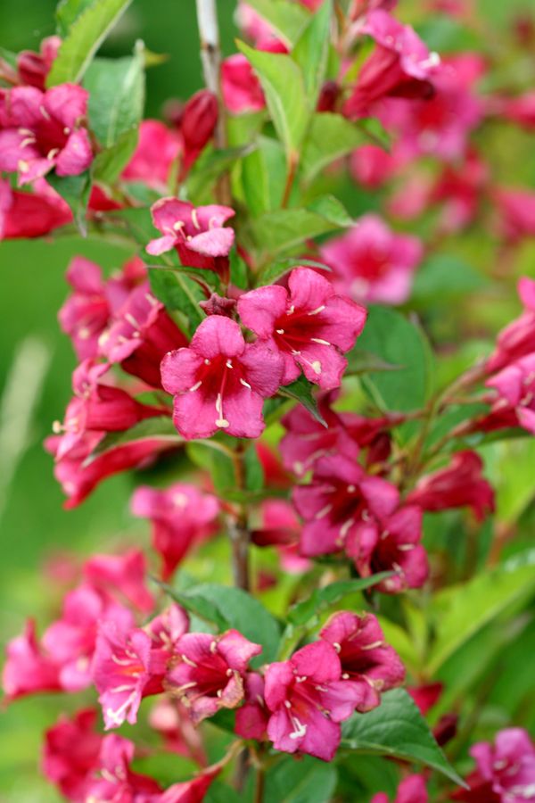 Weigela florida (1).jpg