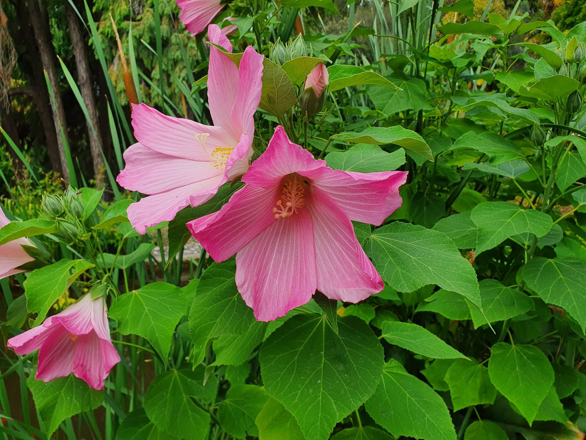 Arco_arboretum_ Ibišek bahenní