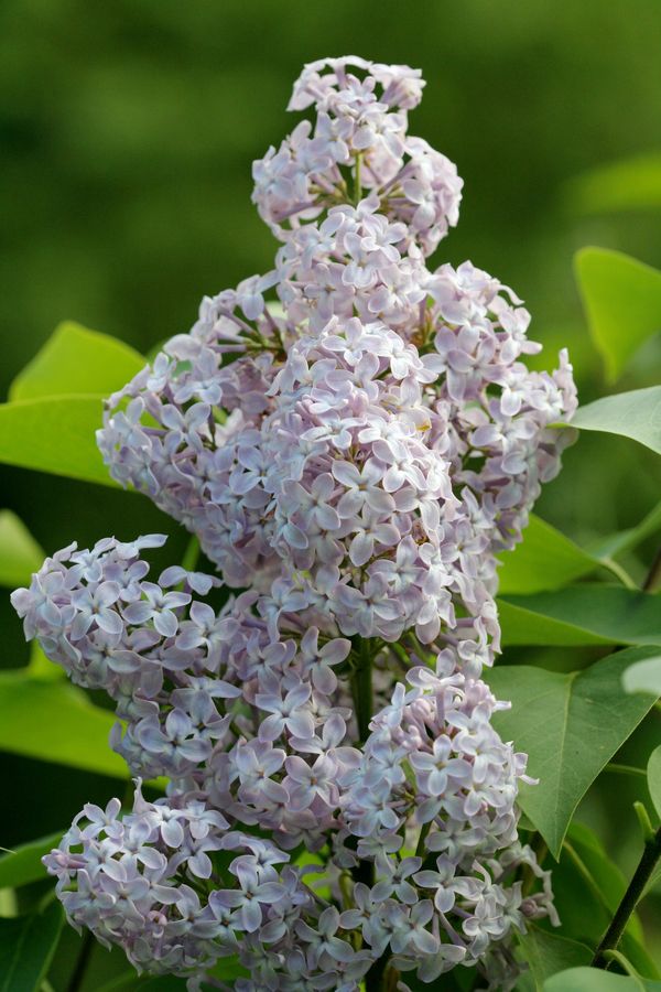 Syringa vulgaris (1).jpg