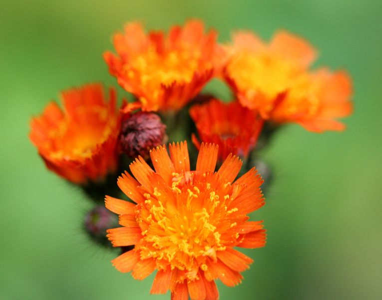 Hieracium aurantiacum.jpg