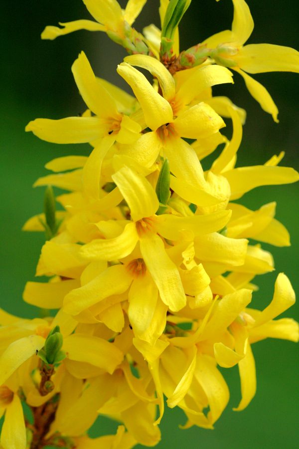 Forsythia x intermedia.jpg