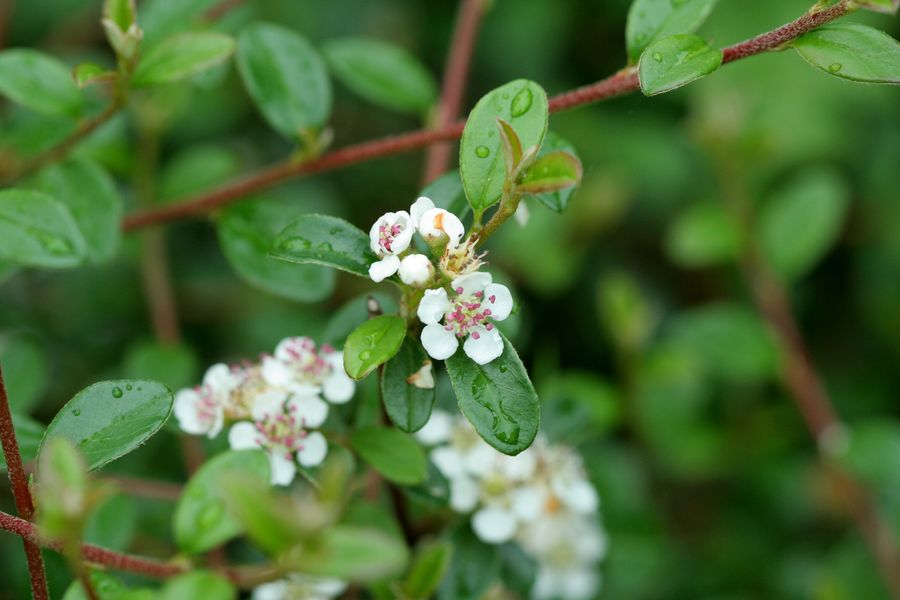 Cotoneaster ssp..jpg