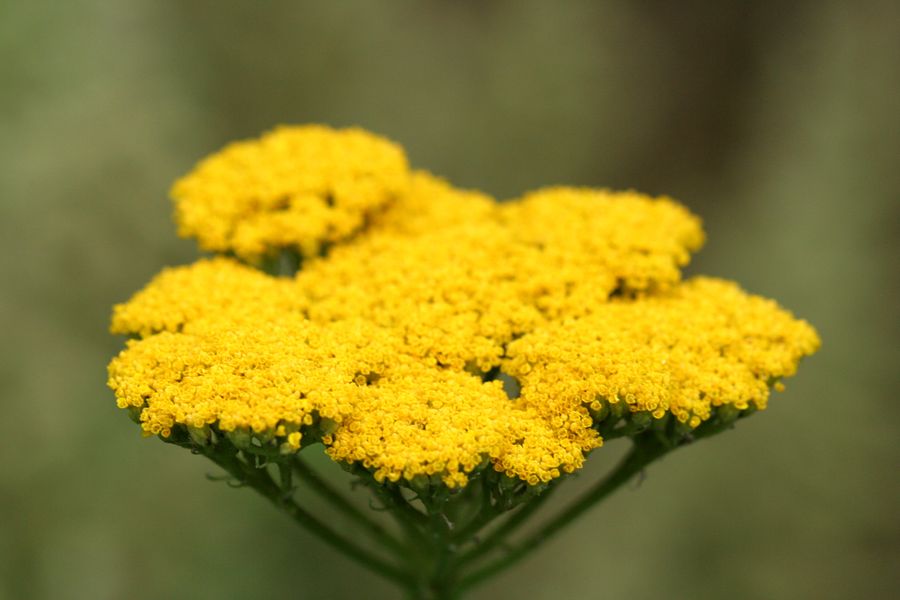 Achillea filipendulina.jpg