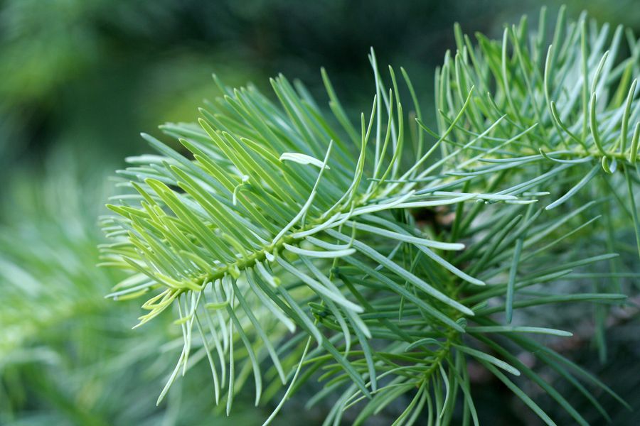 Abies concolor.jpg