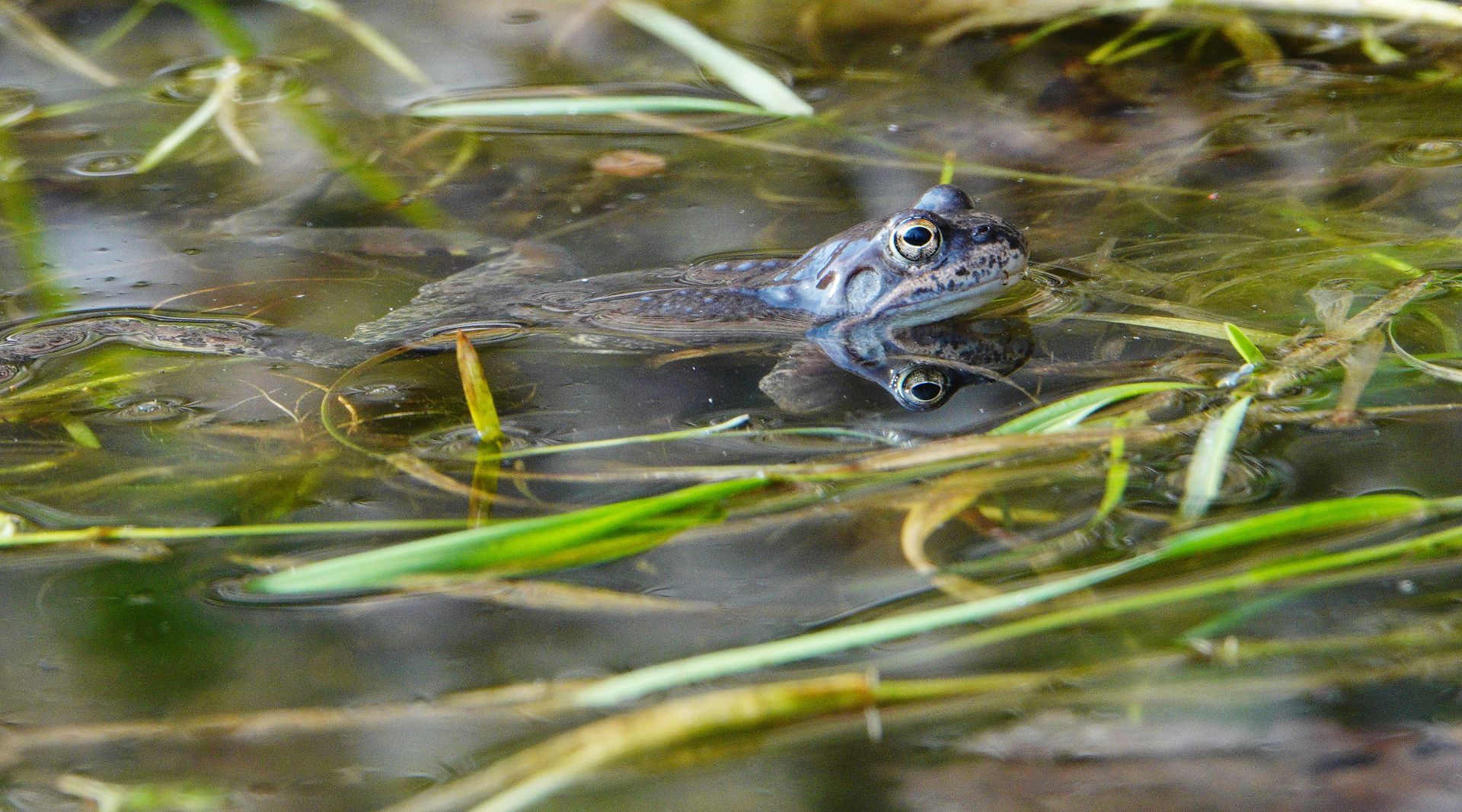 Skokan hnědý_Janské Lázně (5)