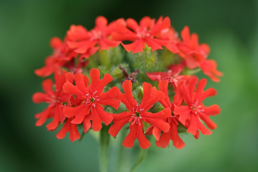 Lychnis.jpg