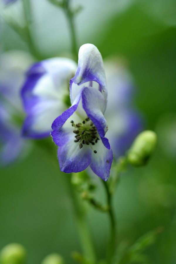 Aconitum ssp..jpg