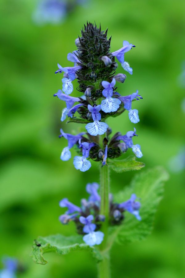 Nepeta clarkei.jpg