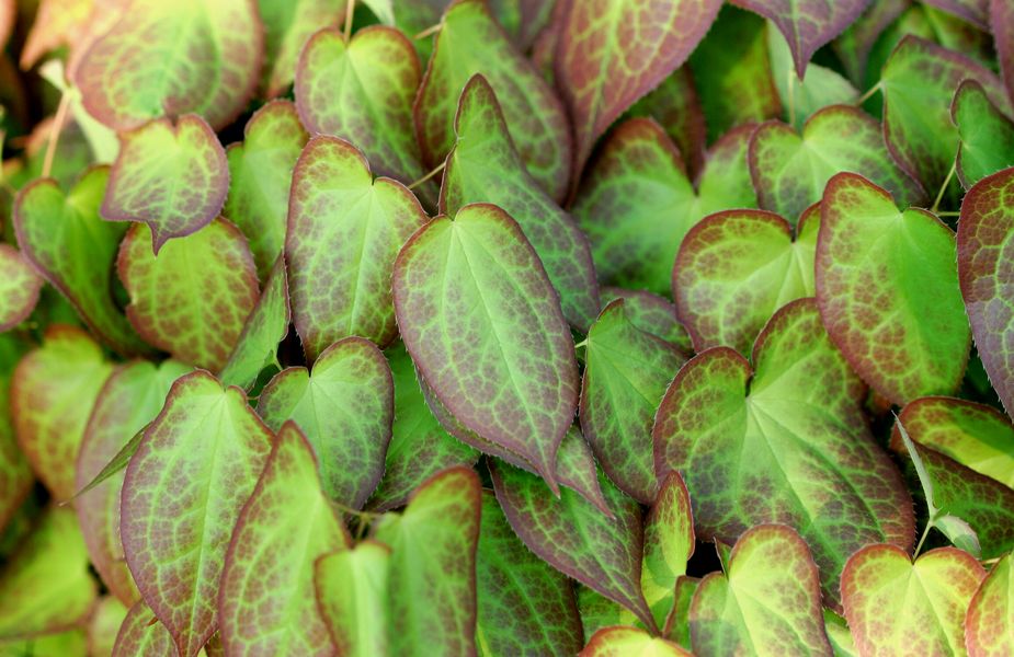 Epimedium x rubrum (3).jpg