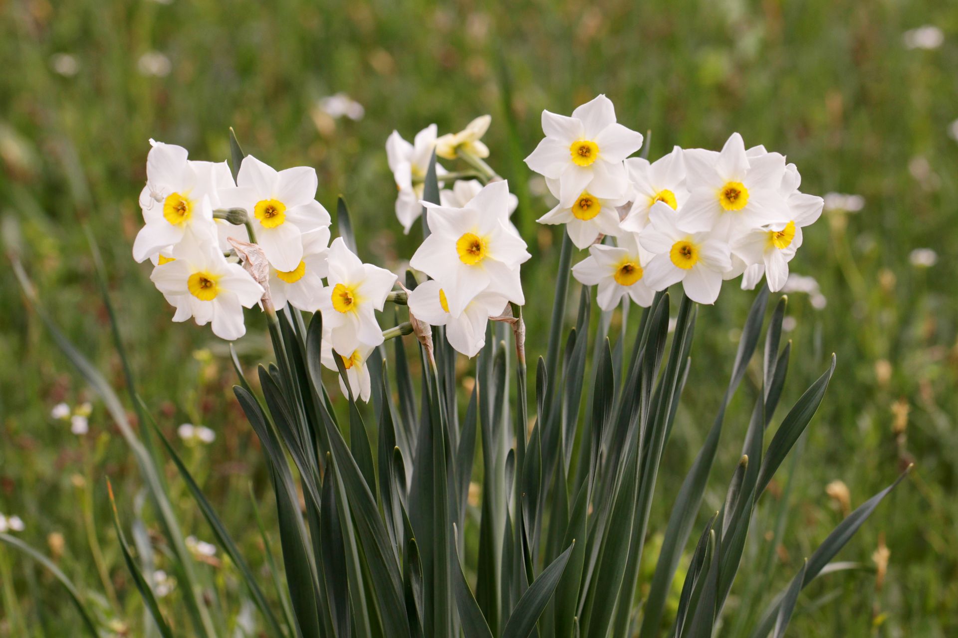 Narcissus poeticus