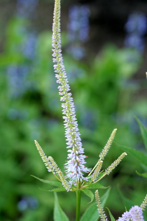 Veronicastrum sibiricum (1).jpg