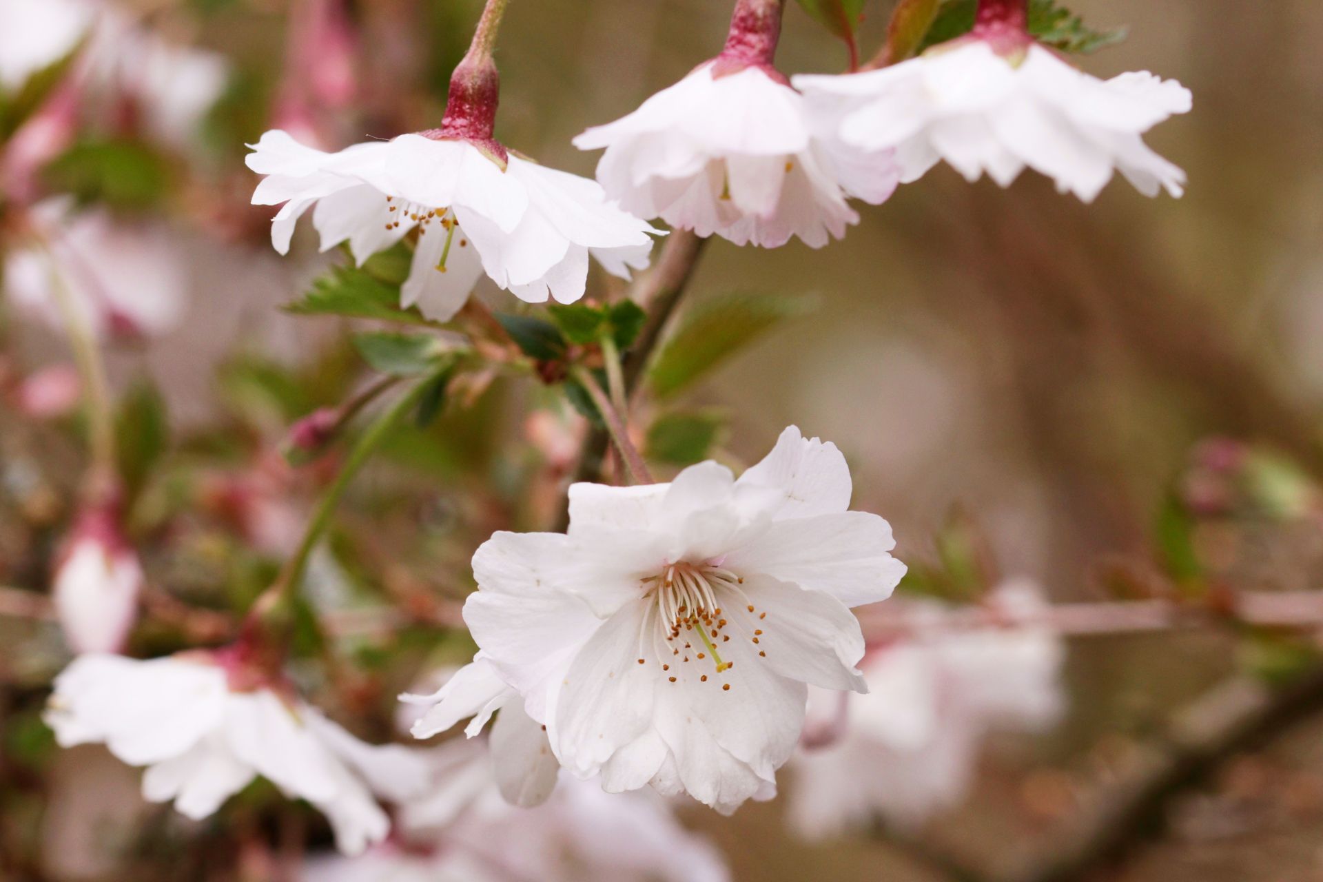 Prunus incisa