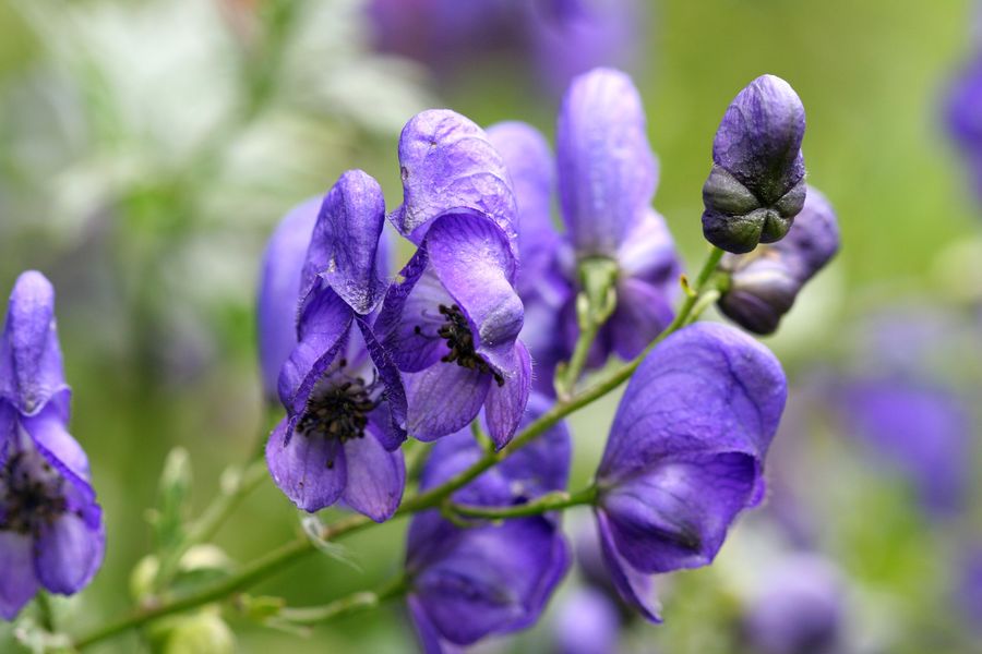 Aconitum ssp. (1).jpg