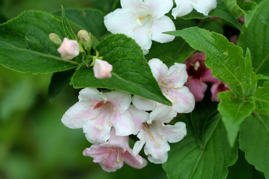 Weigela florida.jpg