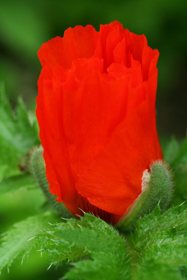 Papaver.jpg