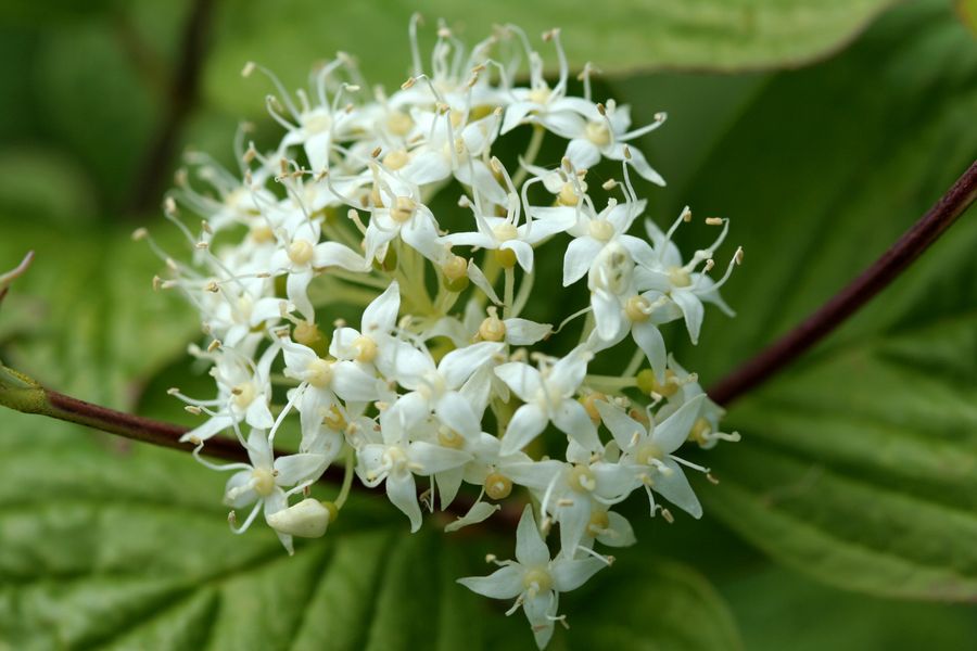 Cornus sanguinea.jpg