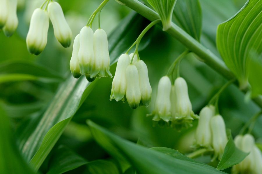 Polygonatum x hybridum (1).jpg