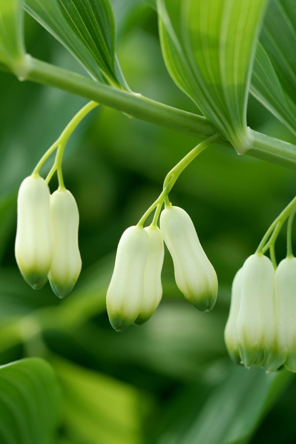 Polygonatum x hybridum (2).jpg