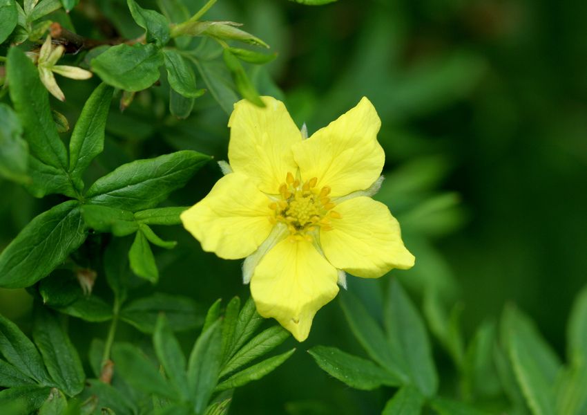 Potentilla fruticosa.jpg