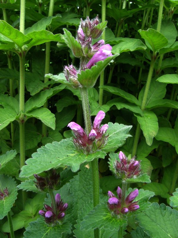 Stachys macrantha.JPG