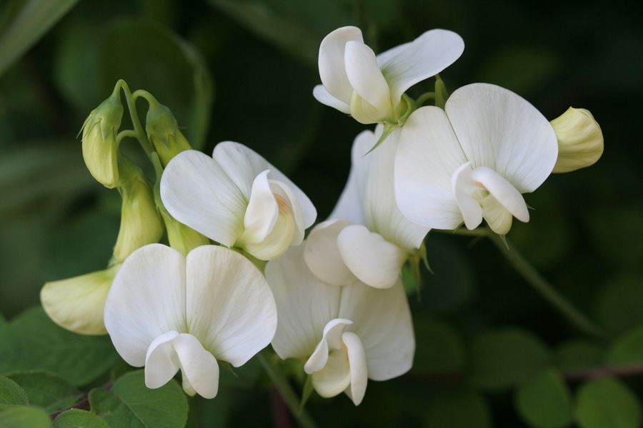 Lathyrus latifolius.jpg