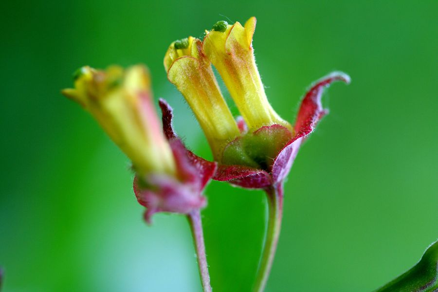 Lonicera involucrata.jpg