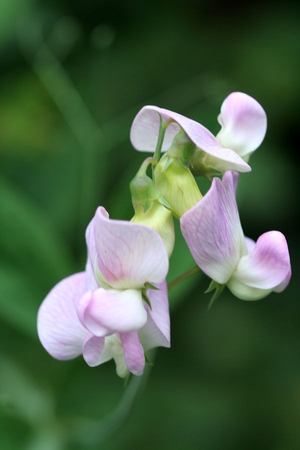 Lathyrus latifolius (1).jpg