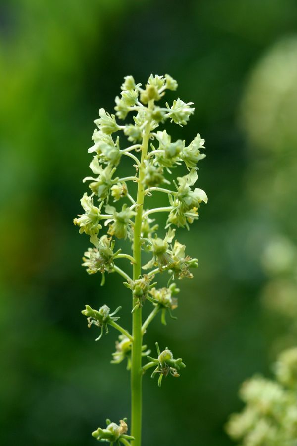 Reseda lutea.jpg