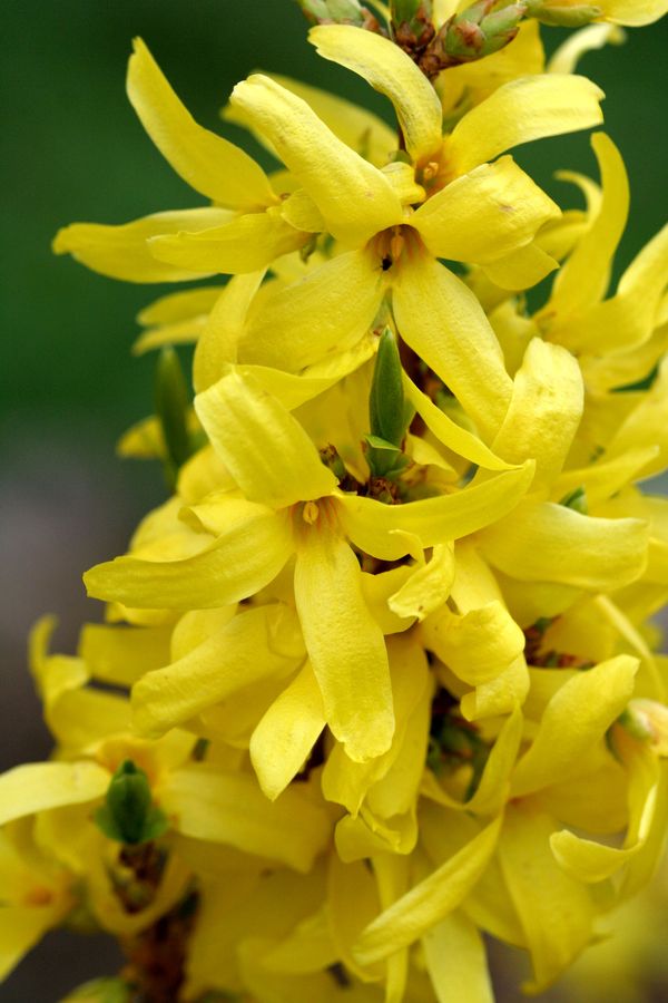 Forsythia x intermedia (1).jpg