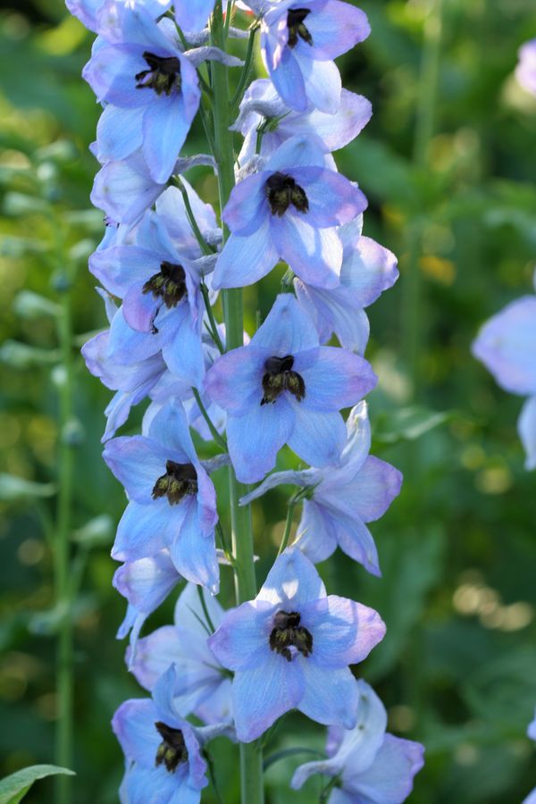 Delphinium.jpg