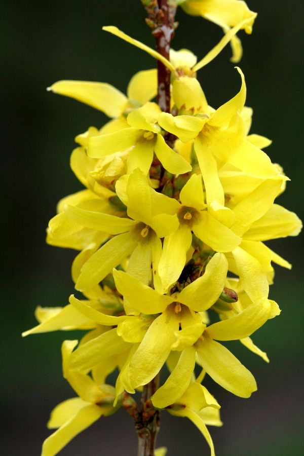 Forsythia x intermedia (2).jpg