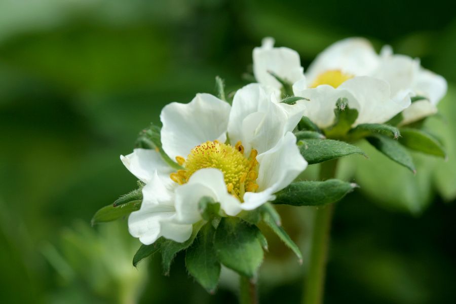 Fragaria vesca.jpg