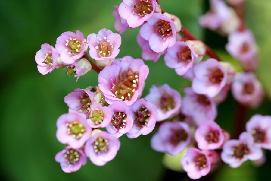 Bergenia cordifolia (2).jpg