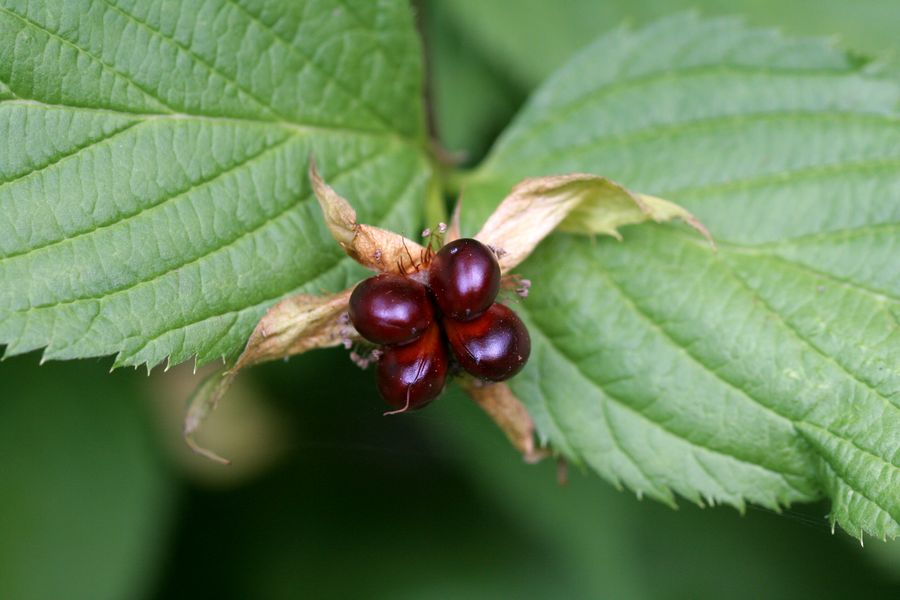 Rhodotypos scandens (2).jpg