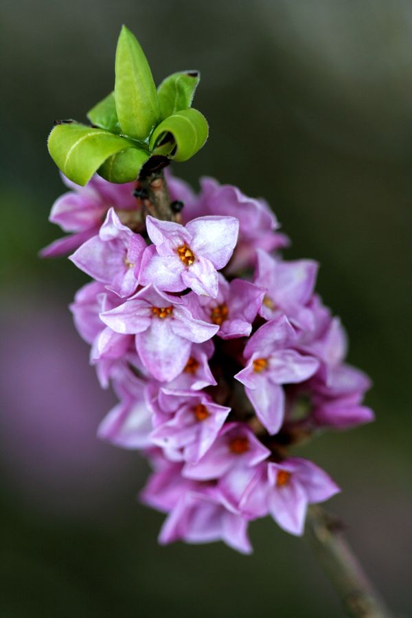 Daphne mezereum (1).jpg