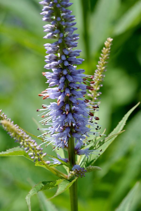 Veronicastrum sibiricum.jpg