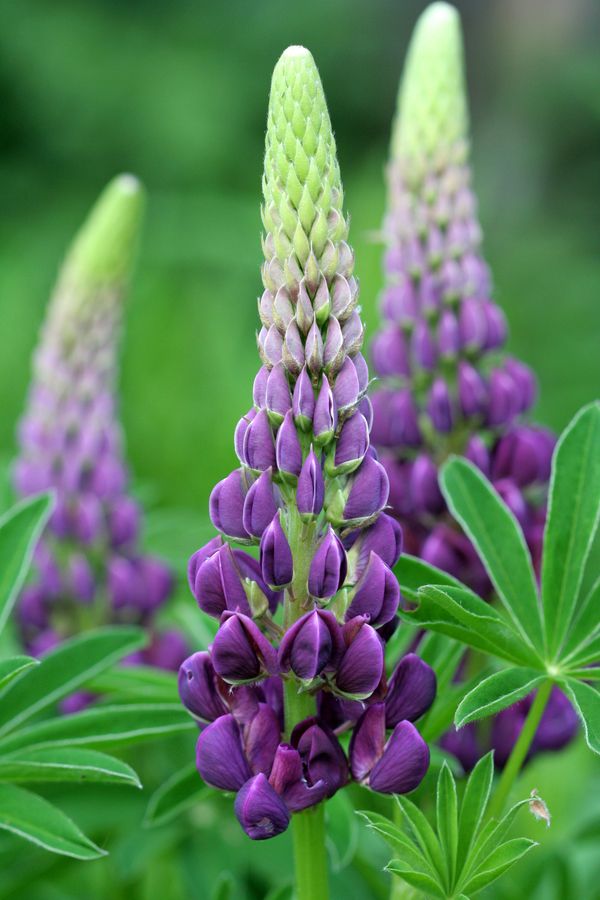 Lupinus polyphyllus_0009.jpg