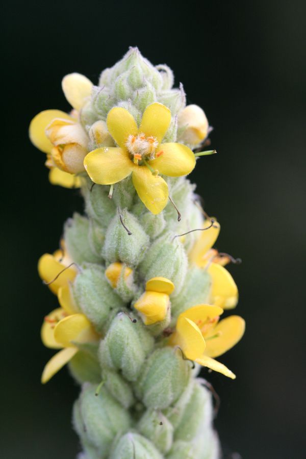 Verbascum thapsus.jpg