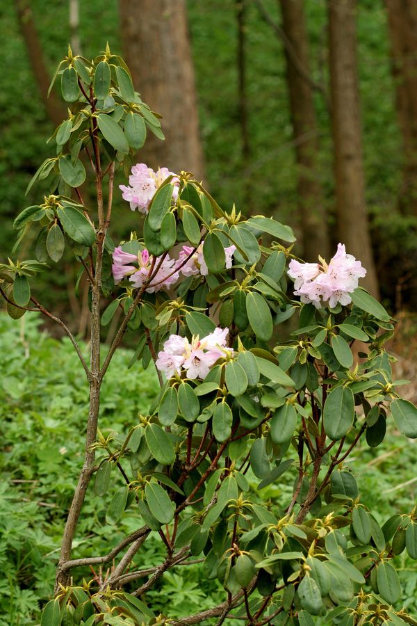 Rhododendron.jpg