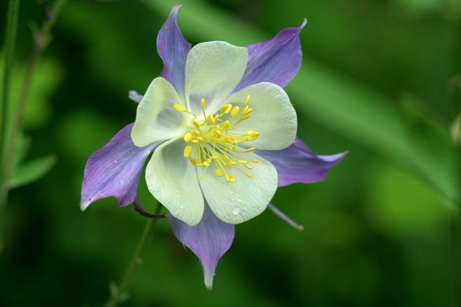 Aquilegia x americana.jpg