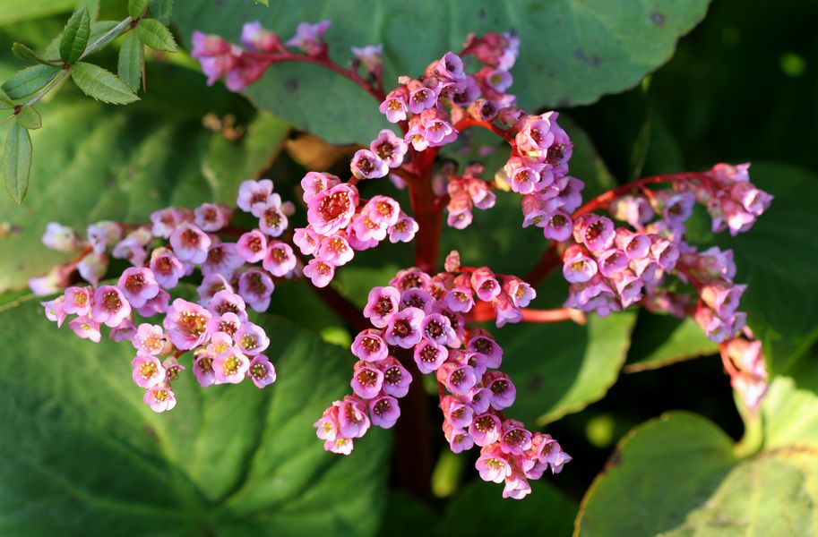 Bergenia cordifolia.jpg