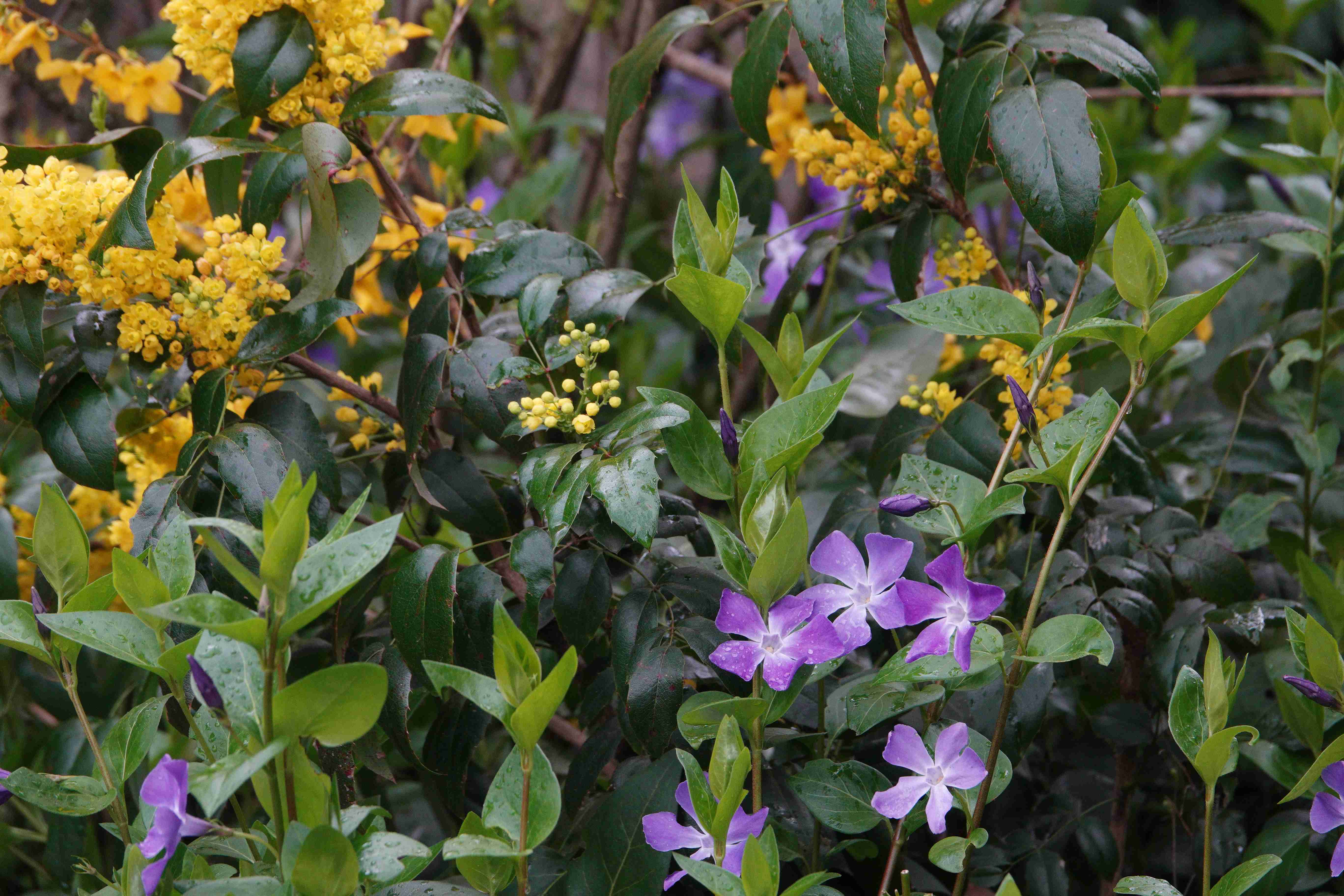 Mahonia sp. a Vinca major_arboretum Buda_result