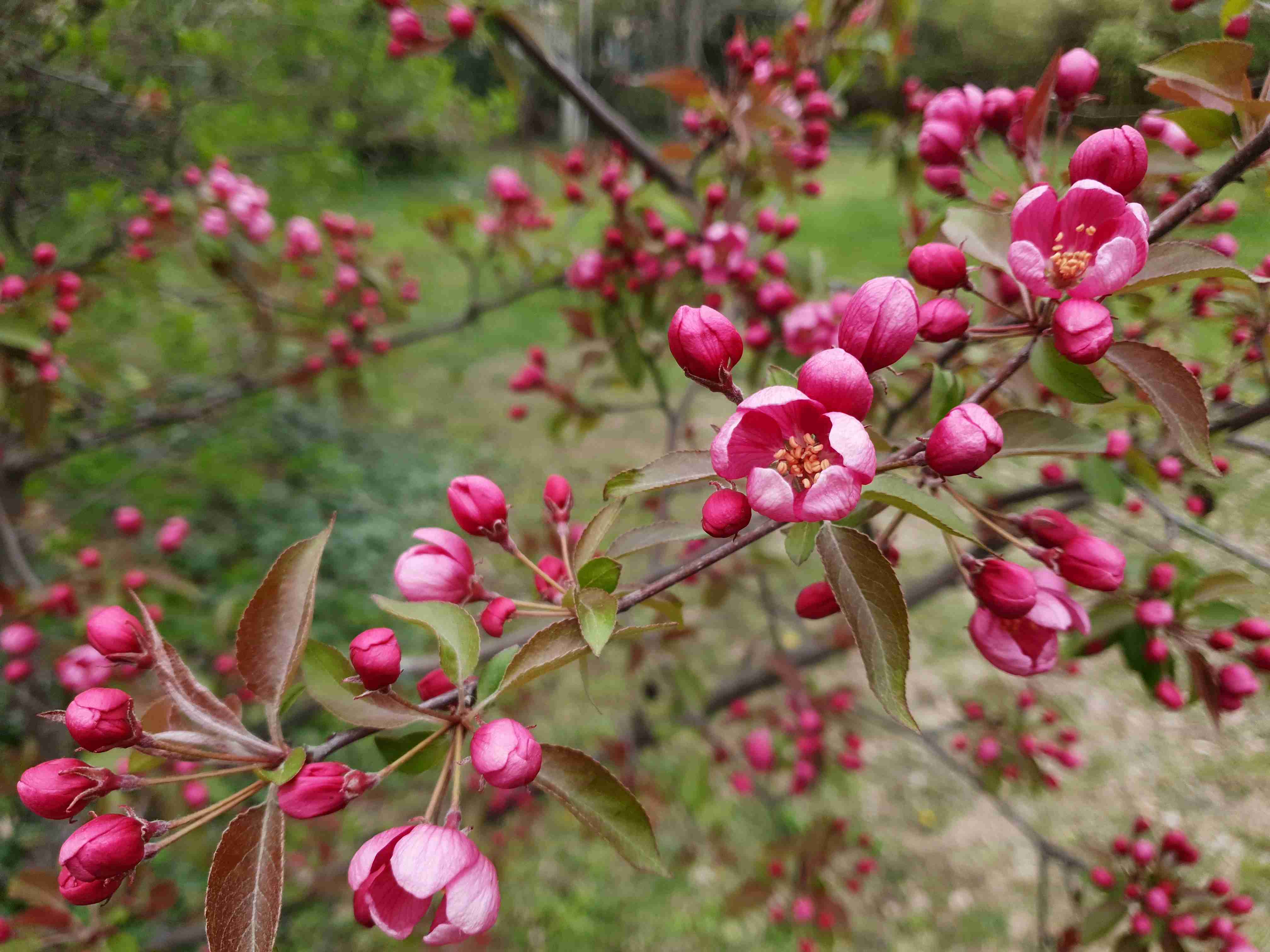 Malus floribunda_arboretum Buda_result