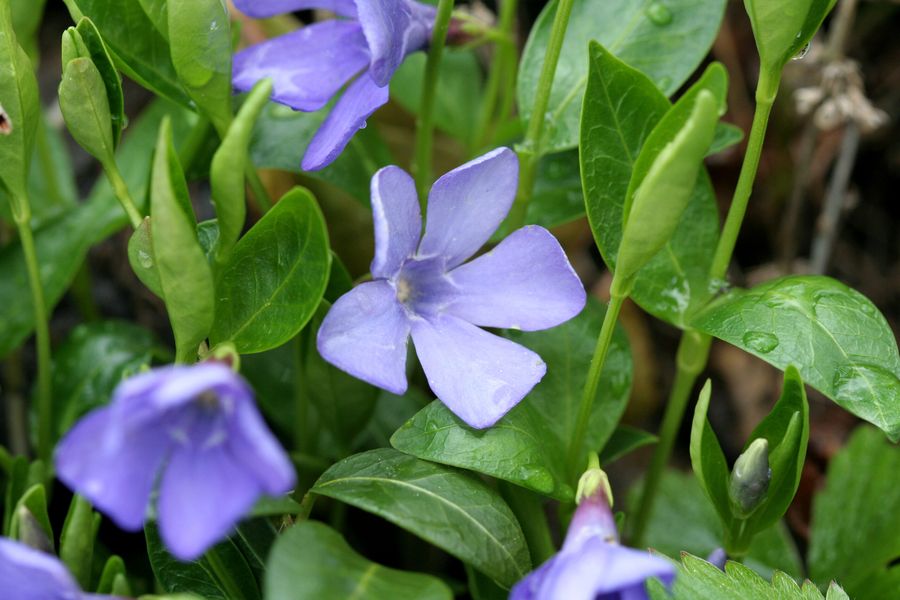 Vinca minor (1).jpg